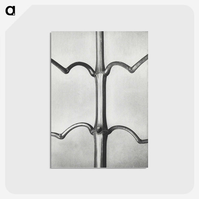 2-8_Karl-Blossfeldt_postcard
