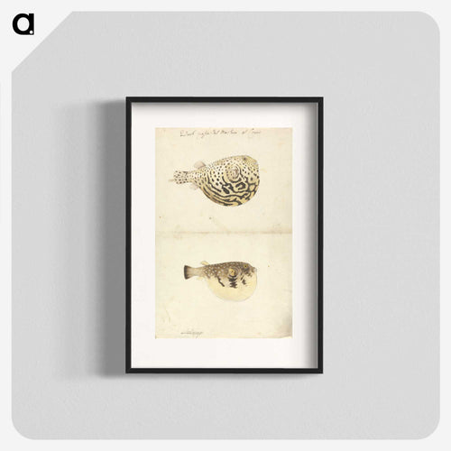 Two Blowfish
 - ルイージ バルガーニ Poster.