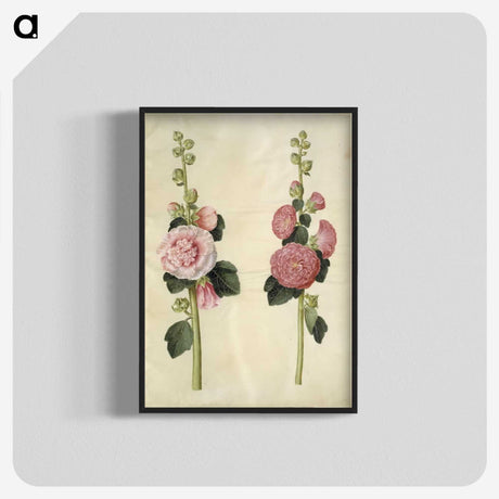 2-8_Maria-Sibylla-Merian_blk-crop