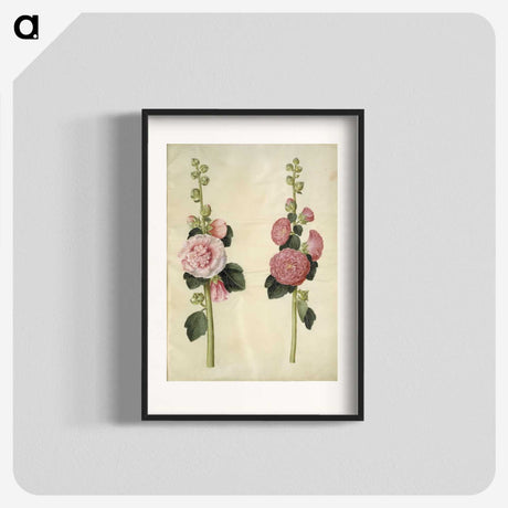 2-8_Maria-Sibylla-Merian_blk