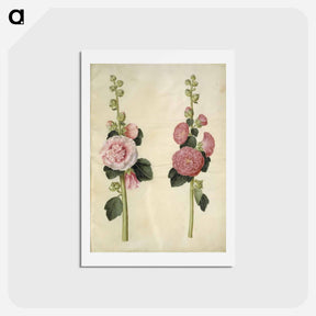 アートポストカード-Alcea rosea
 - マリア ジビーラ メーリアン Postcard.