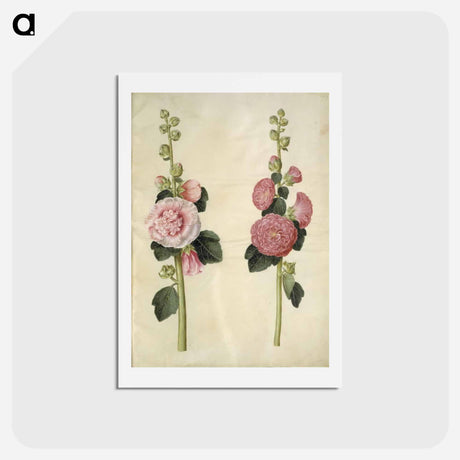 アートポストカード-Alcea rosea
 - マリア ジビーラ メーリアン Postcard.