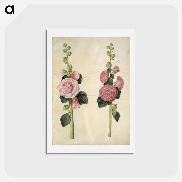 アートポストカード-Alcea rosea
 - マリア ジビーラ メーリアン Postcard.