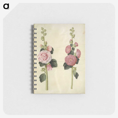 2-8_Maria-Sibylla-Merian_memo
