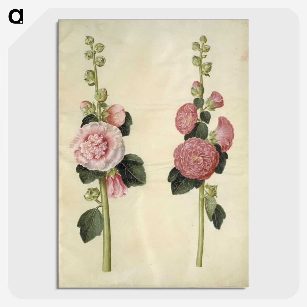 2-8_Maria-Sibylla-Merian_picture-crop