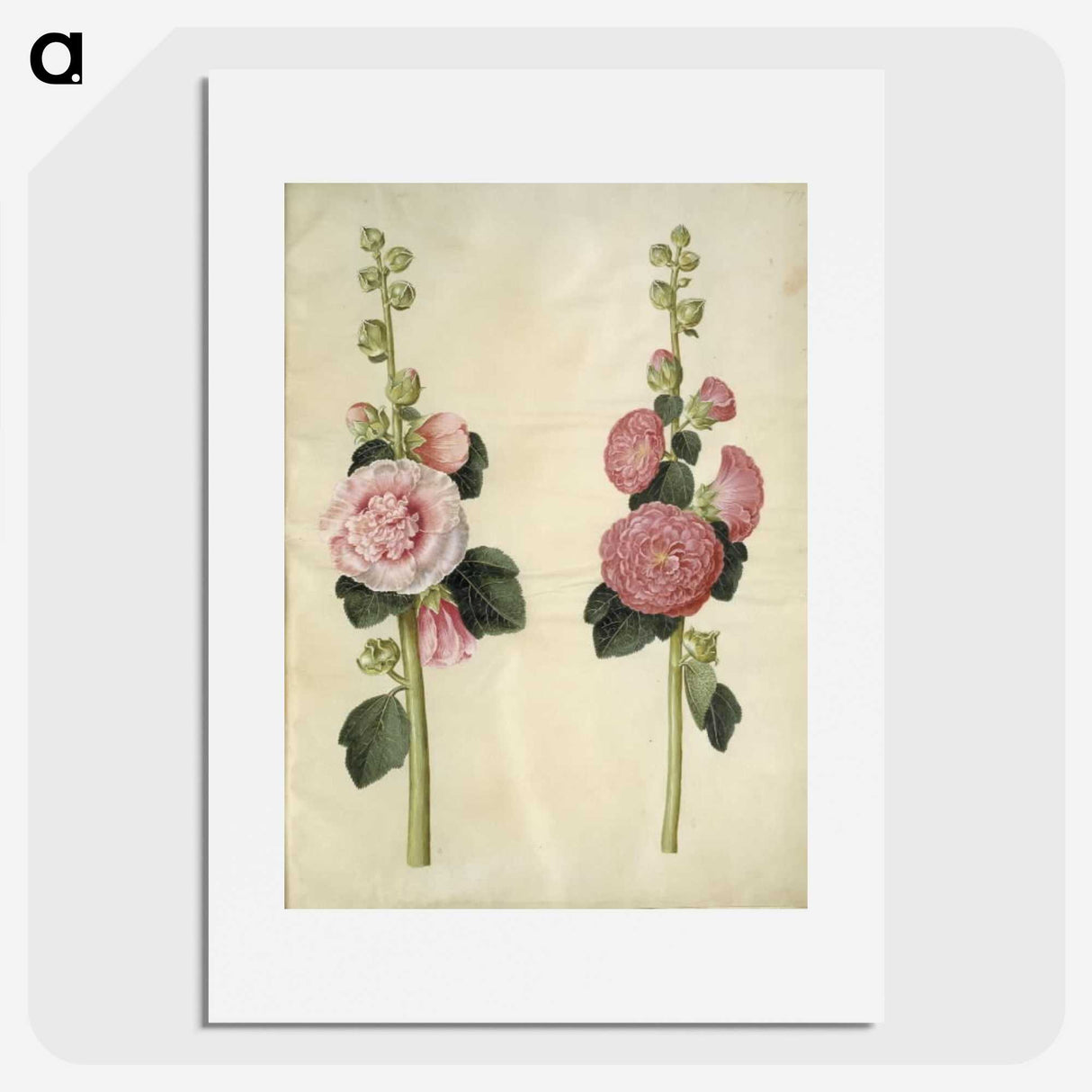 2-8_Maria-Sibylla-Merian_picture
