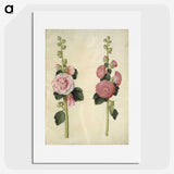 2-8_Maria-Sibylla-Merian_picture