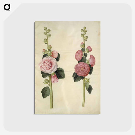 アートポストカード-Alcea rosea
 - マリア ジビーラ メーリアン Postcard.