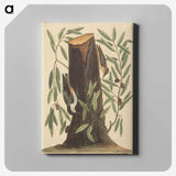 2-8_Mark-Catesby_canvas