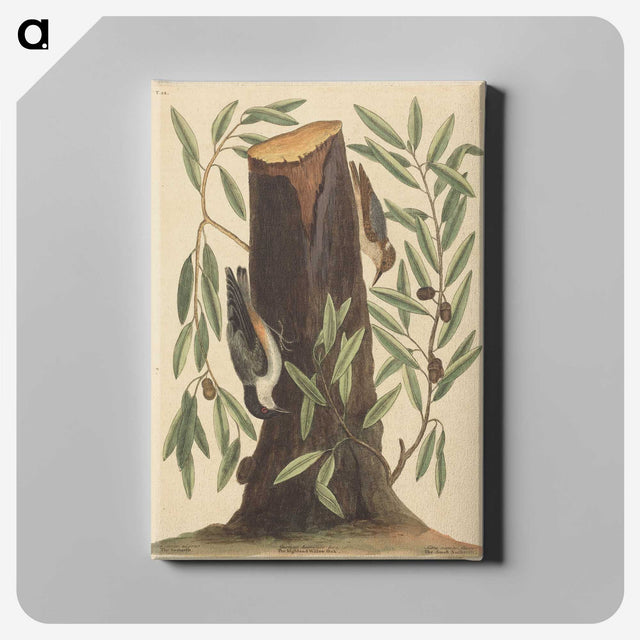 2-8_Mark-Catesby_canvas