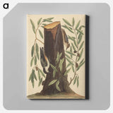 アートパネル-The Nuthatch
 - マーク ケイツビー Canvas.