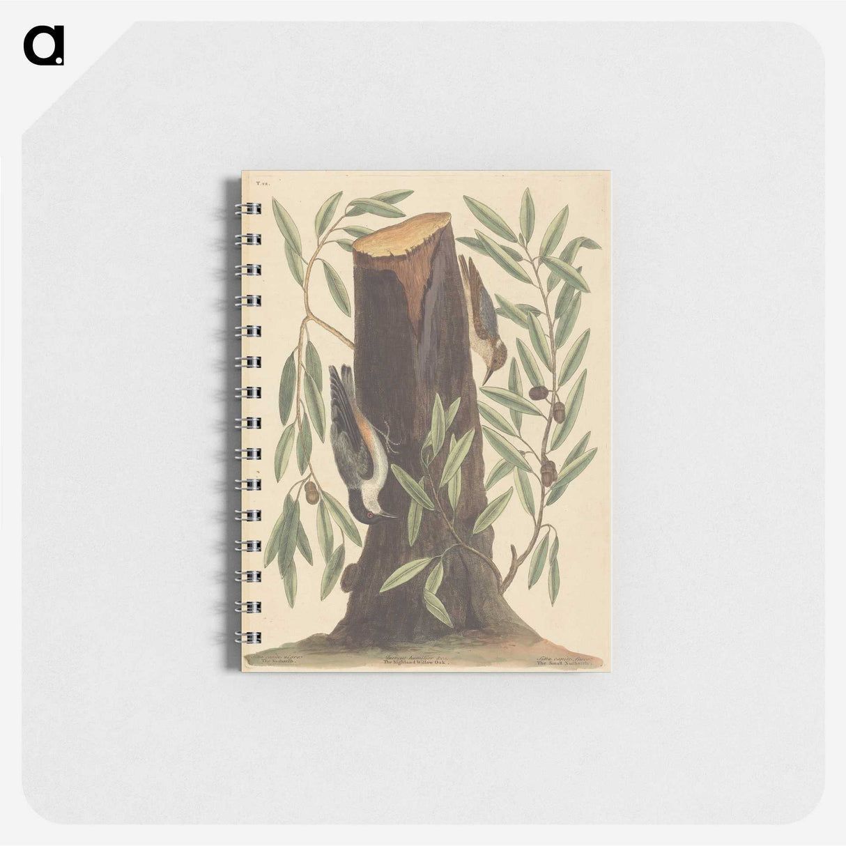 2-8_Mark-Catesby_memo