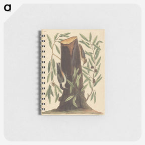 2-8_Mark-Catesby_memo