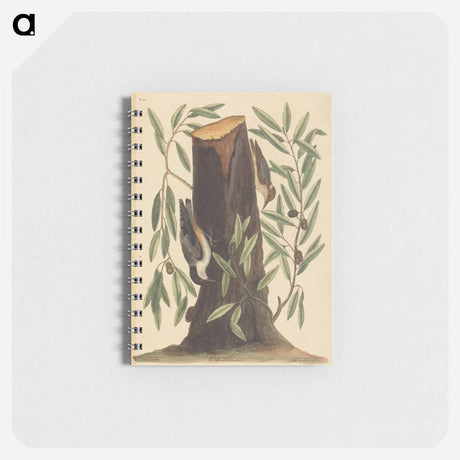 アートメモ帳-The Nuthatch
 - マーク ケイツビー Memo.