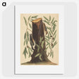 2-8_Mark-Catesby_picture