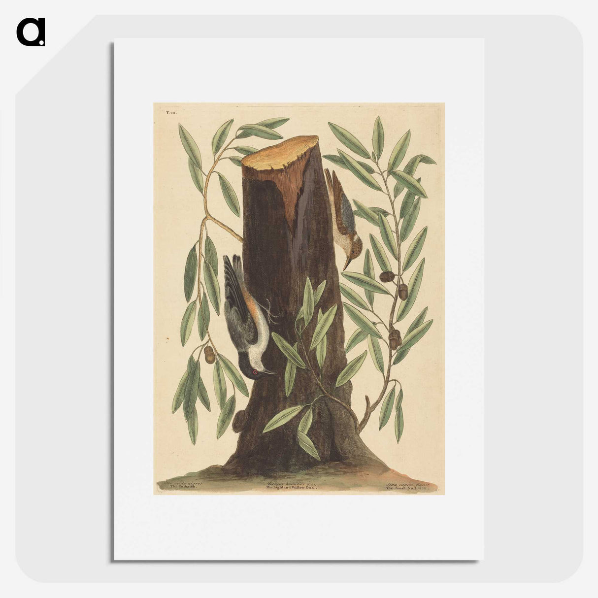 2-8_Mark-Catesby_picture