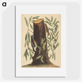 2-8_Mark-Catesby_picture