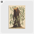 2-8_Mark-Catesby_postcard