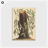 アートポストカード-The Nuthatch
 - マーク ケイツビー Postcard.