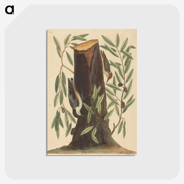 2-8_Mark-Catesby_postcard