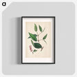 アートポスター-Piper cubeba
 - 薬用植物学 Poster.