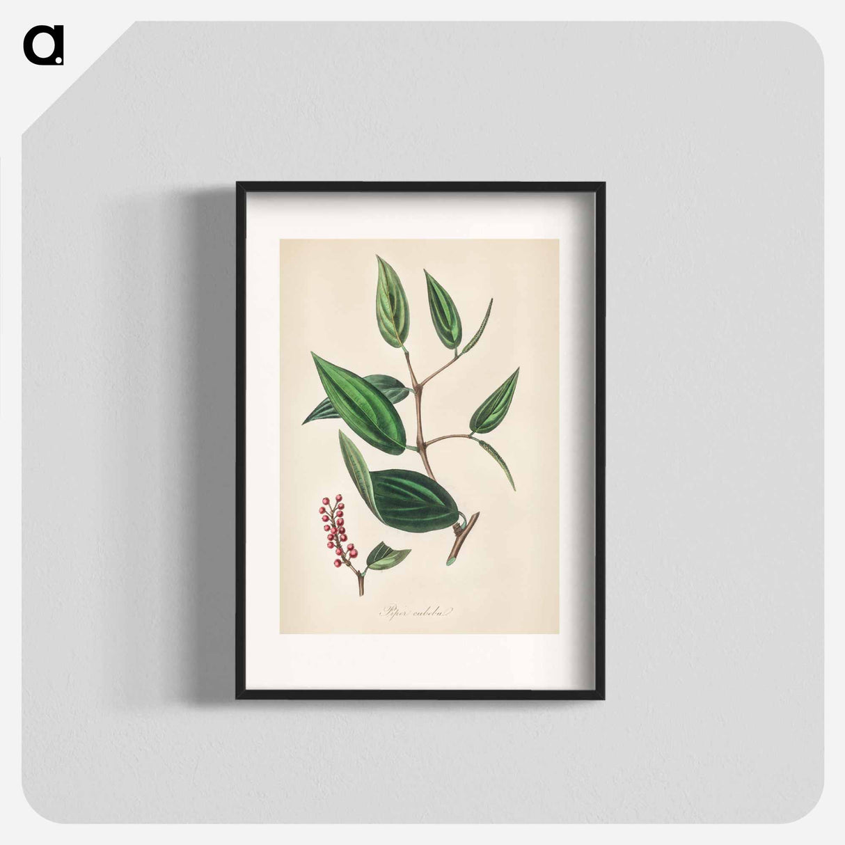 アートポスター-Piper cubeba
 - 薬用植物学 Poster.