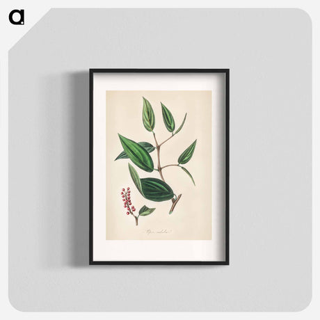 アートポスター-Piper cubeba
 - 薬用植物学 Poster.