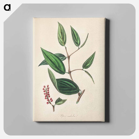 アートパネル-Piper cubeba
 - 薬用植物学 Canvas.