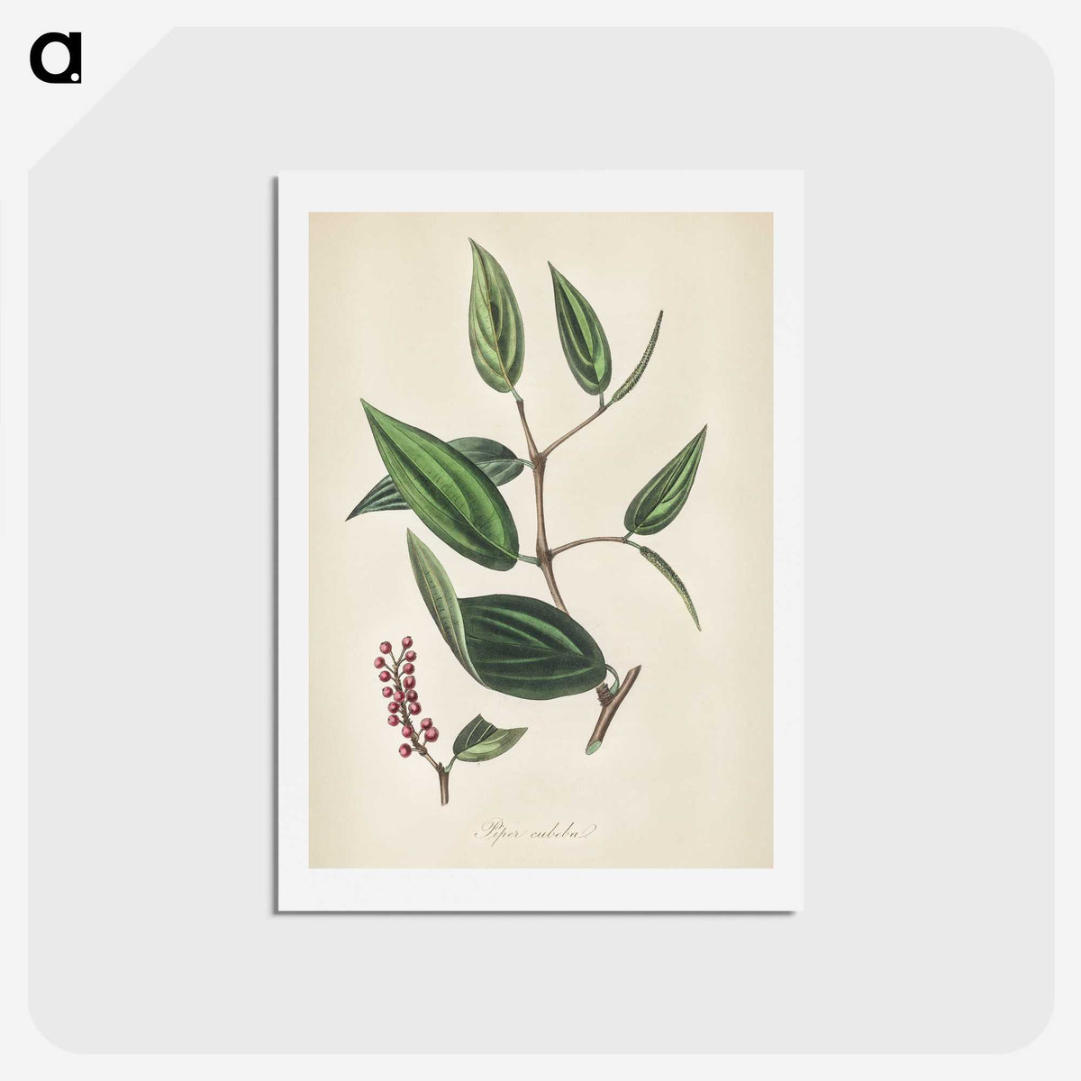 2-8_Medical-Botany_hagaki