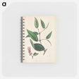 アートメモ帳-Piper cubeba
 - 薬用植物学 Memo.