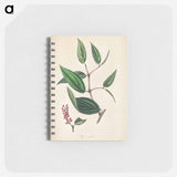 アートメモ帳-Piper cubeba
 - 薬用植物学 Memo.