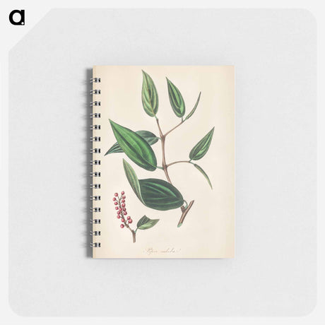 アートメモ帳-Piper cubeba
 - 薬用植物学 Memo.