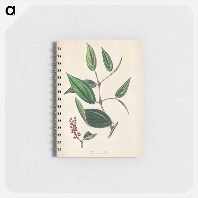 アートメモ帳-Piper cubeba
 - 薬用植物学 Memo.