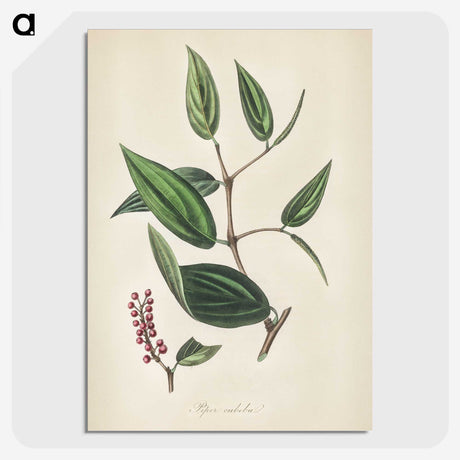 2-8_Medical-Botany_picture-crop