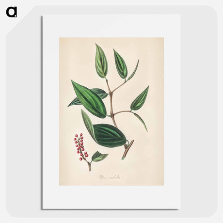 アートポスター-Piper cubeba
 - 薬用植物学 Poster.