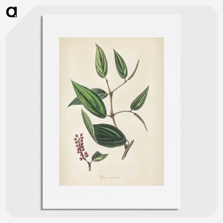 2-8_Medical-Botany_picture