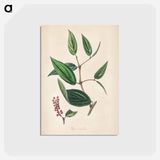 アートポストカード-Piper cubeba
 - 薬用植物学 Postcard.