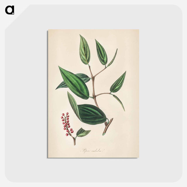 アートポストカード-Piper cubeba
 - 薬用植物学 Postcard.