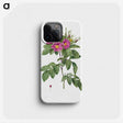 2-8_Pierre-Joseph-Redoute_phone