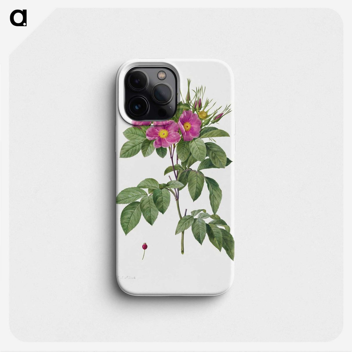 2-8_Pierre-Joseph-Redoute_phone
