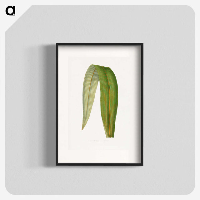 2-8_Plants-with-Colored-Foliage_blk