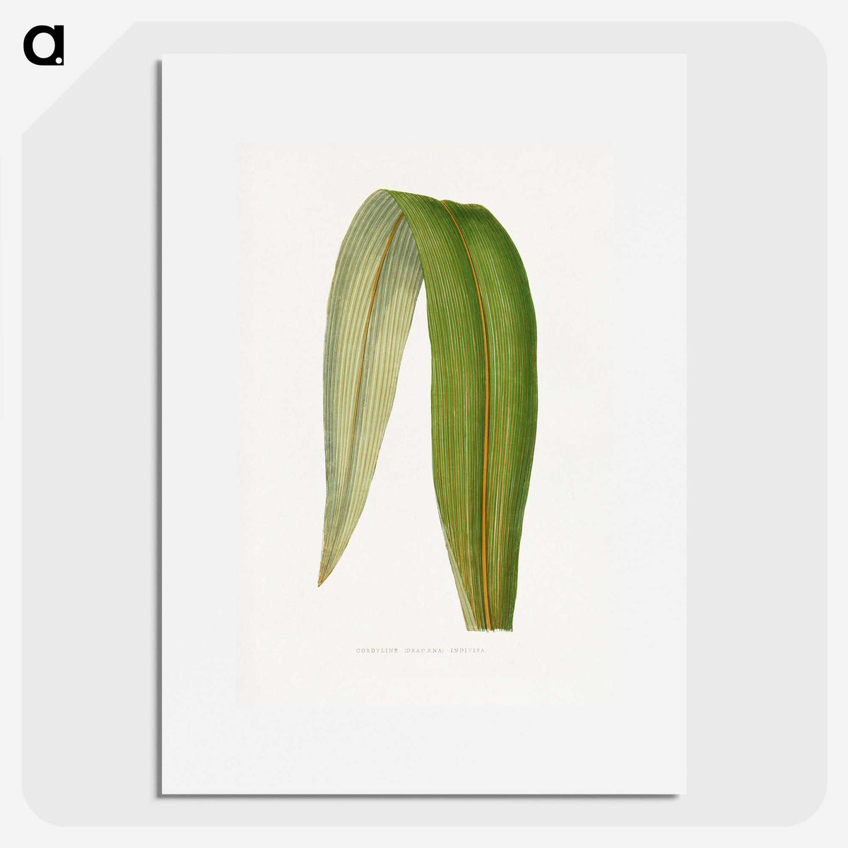 2-8_Plants-with-Colored-Foliage_picture