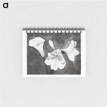 Amaryllissen en aronskelk
 - サミュエル ジェスルン Memo.