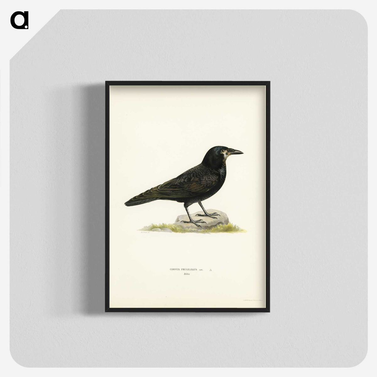 2-8_Svenska-Faglar_blk-crop