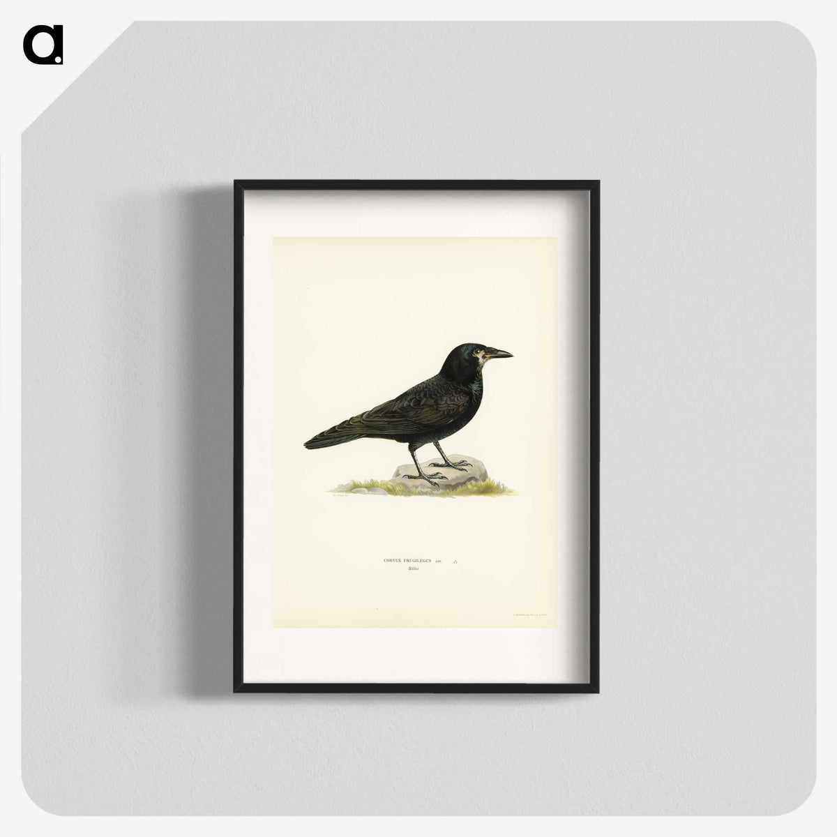 2-8_Svenska-Faglar_blk