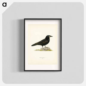 アートポスター-Rook (Corvus Frugilegus)
 - スヴェンスカ フォグラル Poster.