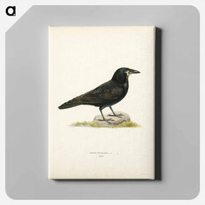 アートパネル-Rook (Corvus Frugilegus)
 - スヴェンスカ フォグラル Canvas.