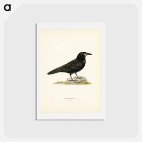 アートポストカード-Rook (Corvus Frugilegus)
 - スヴェンスカ フォグラル Postcard.