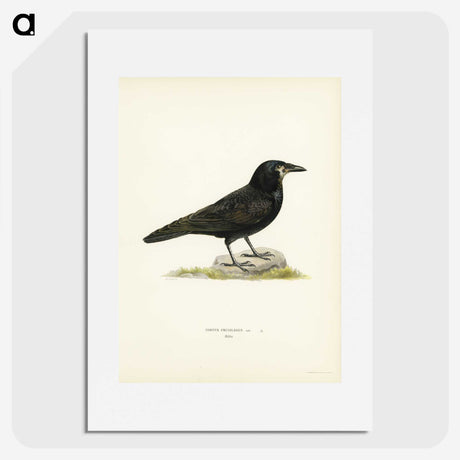 2-8_Svenska-Faglar_picture