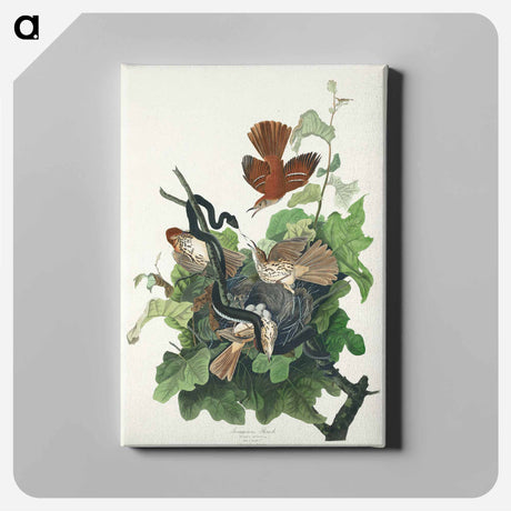 アートパネル-Ferruginous Thrush from Birds of America
 - アメリカの鳥たち Canvas.